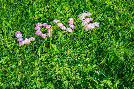 在绿色草地上两个字从玫瑰花蕾的爱照片