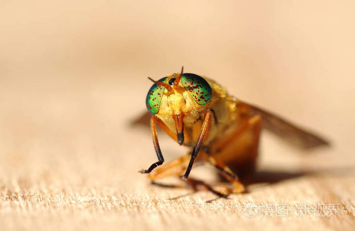 黄色的苍蝇的宏