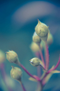 在花园的背景上的白色玫瑰花蕾。新芽