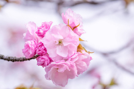 樱花或樱花