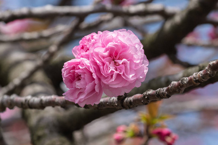 樱花或樱花