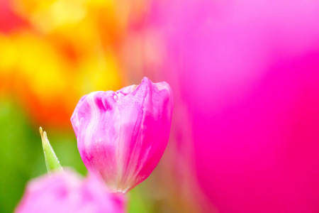 花园里的粉色清新郁金香
