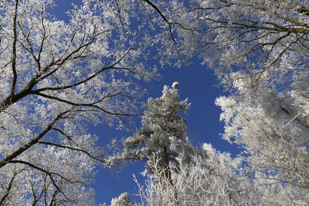 多雪的美丽童话冬季农村与蓝蓝的天空，在中央的波西米亚，捷克共和国