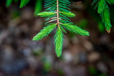 新鲜绿色 fir 分支