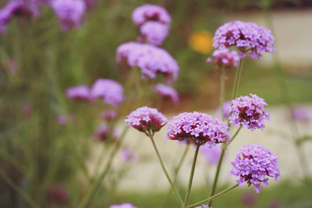 紫色的花朵，在自然中