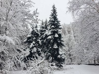 美丽的雪景树