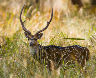 角的百灵在草丛中图片