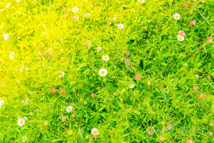 美丽的白色束鲜花绿草背景