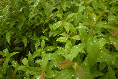 绿色的植物在雨后