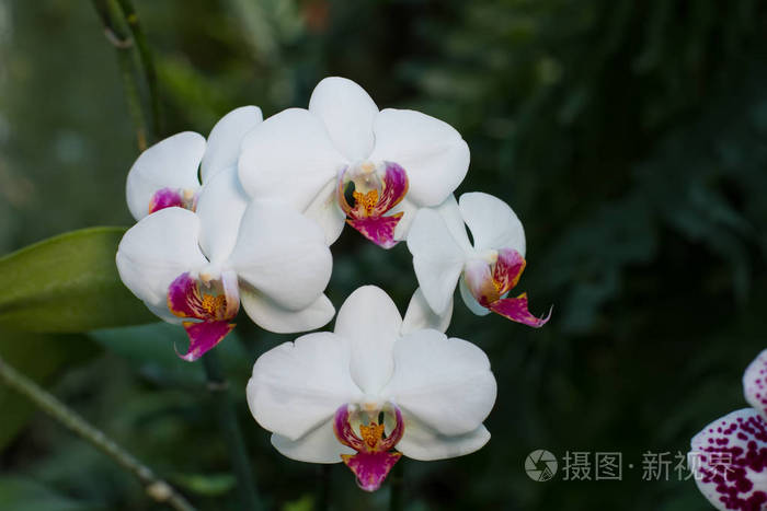 泰国热带地区的白色皇家兰花