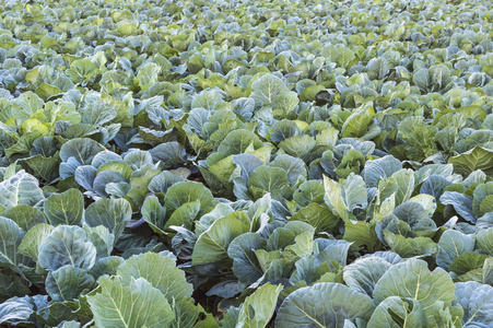 开放土地植物图片