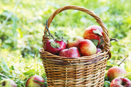 健康成熟的有机苹果在篮子里