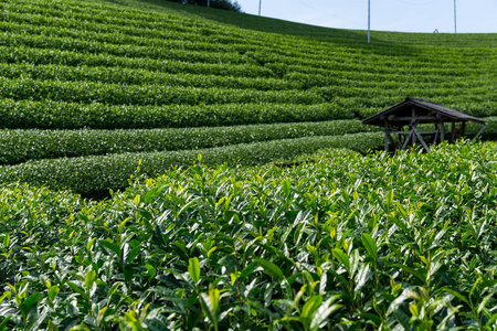 绿茶农场图片