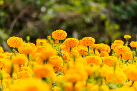 万寿菊鲜花在花园里