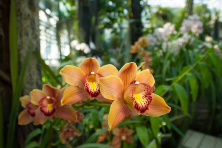 热带森林中明亮的橙色兰花