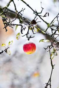 被雪覆盖的红苹果