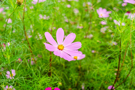 在花园里的花