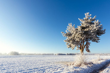 草地旁的单棵冻松被雪覆盖