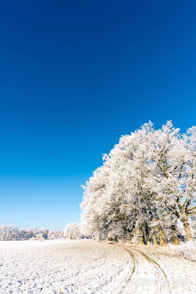 草地旁的几棵结霜的树被雪覆盖