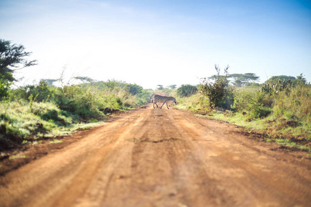 穿越非洲污垢 红路通过稀树草原的斑马