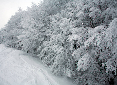 下雪的冬天森林山区，自然背景