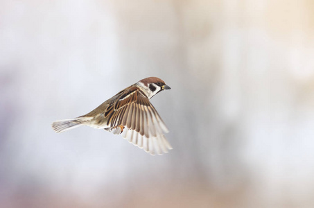 冲突翅膀一只鸟一只麻雀飞上前与它张开的翅膀照片
