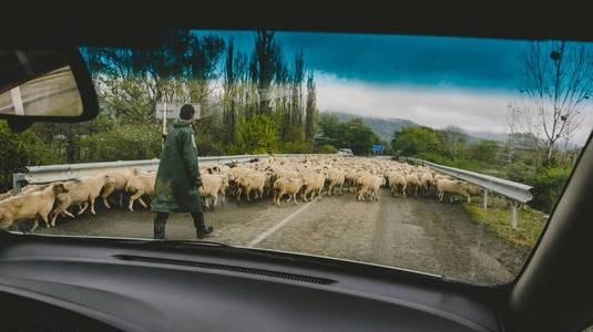 羊的道路上