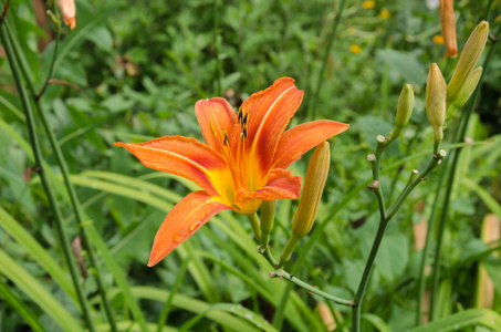 百合花园里的花图片