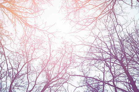 冬天的树树枝对天空