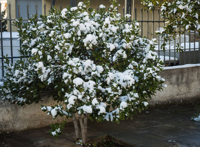 灌木丛中雪雪在雅典珍稀特有事件