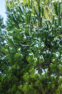 灌木丛中雪雪在雅典珍稀特有事件