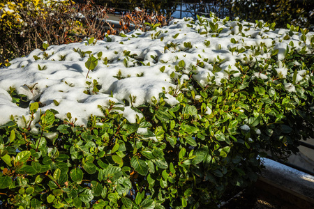 灌木丛中雪雪在雅典珍稀特有事件