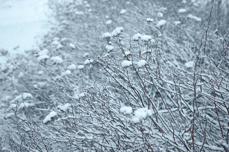 在寒冷的冬天, 树上的白雪花