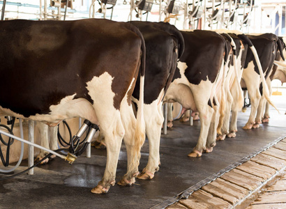 母牛挤奶和机械化挤奶设备图片