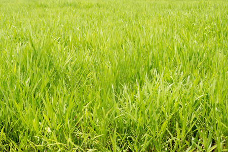 绿色的牧场黑麦草字段的背景