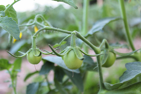 在花园里的树枝上的绿色小番茄蔬菜