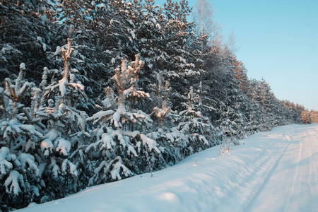 雪覆盖了松树在冬天复数森林空路在日落