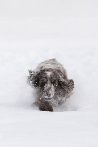 英国可卡犬狗玩雪的冬天