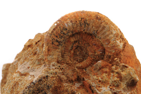亚扪人化石分离图片