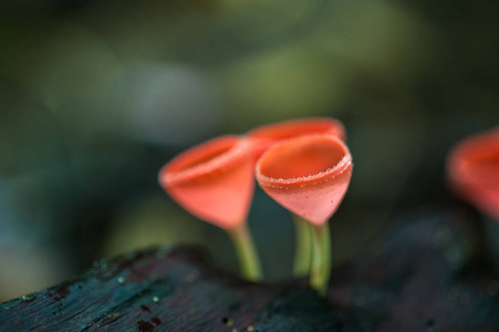 蘑菇橙色真菌杯 Cookeina sulcipes 对防腐木