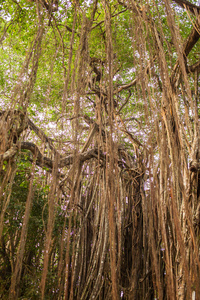 生命之树的惊人的悦榕庄树图片