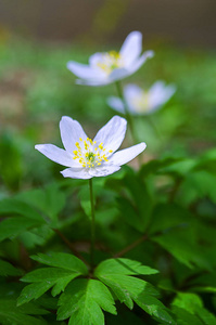 银莲花春朵小花