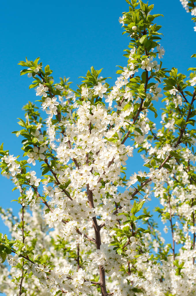 在早春开花幼果树