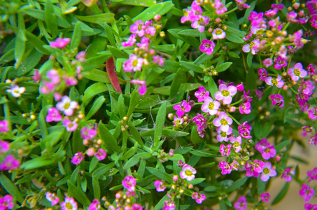 美丽的粉红色花朵背景