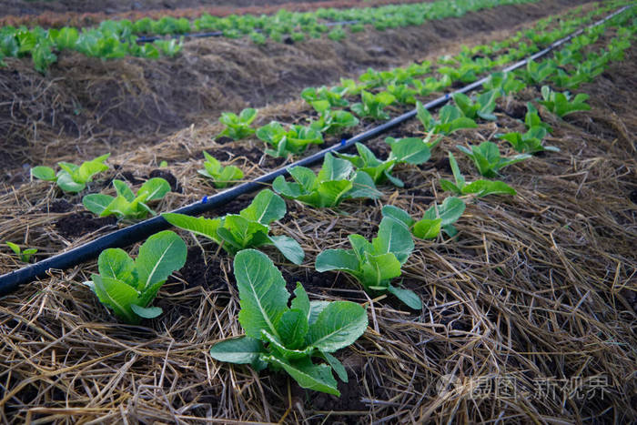 有机蔬菜生长过程中不使用化学物质