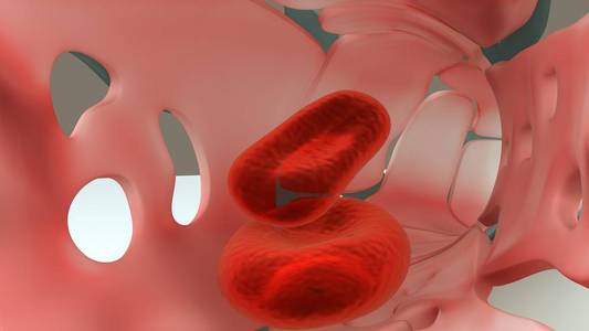 动脉静脉毛细血管图片-动脉静脉毛细血管素材-动脉静脉毛细血管插画-