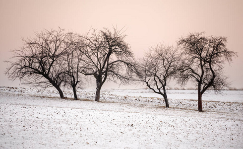 雪上冬季景观树