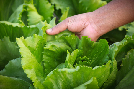 手控股新鲜生菜