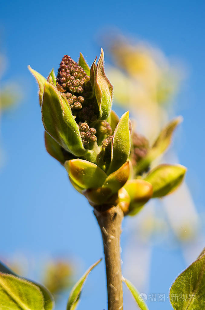 春枝是一棵树上