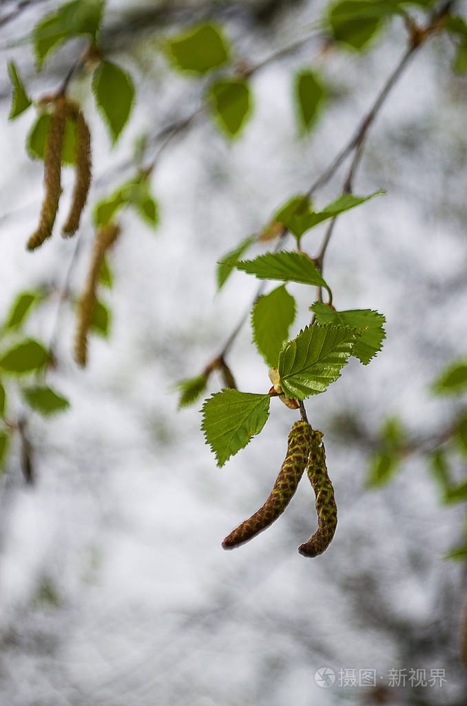 春枝是一棵树上